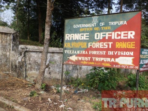 Smuggling of wood across Kalyanpur on a rise, forest department in slumber Smuggling of wood across Kalyanpur on a rise, forest department in slumber
